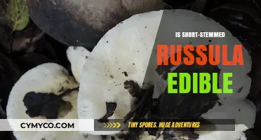 Is Short-Stemmed Russula Edible? A Comprehensive Guide to Identification and Safety