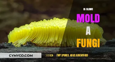 Exploring the Fascinating World of Slime Mold: Fungus or Not?