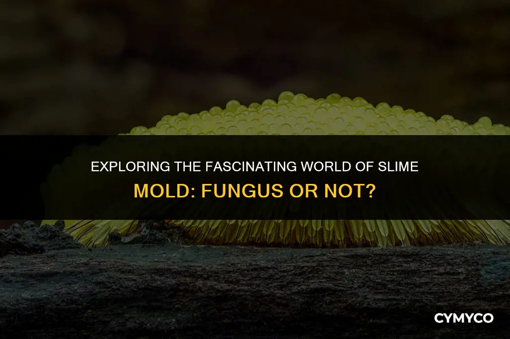 is slime mold a fungi