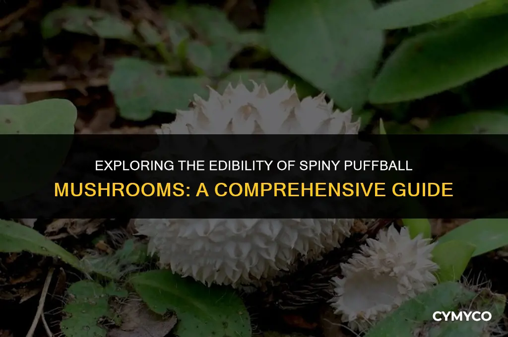is spiny puffball mushroom edible
