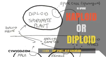 Unveiling the Genetic Nature of Spores: Haploid or Diploid?