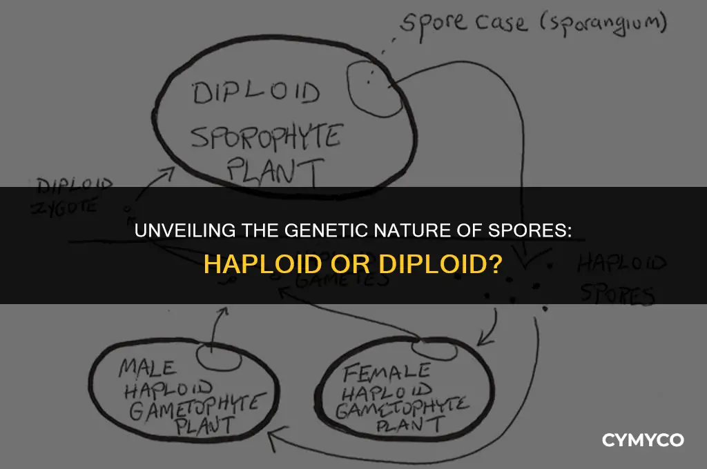 is spore haploid or diploid