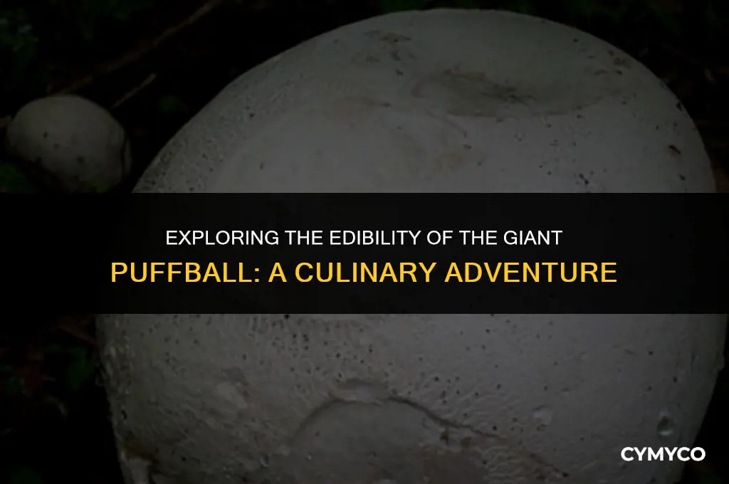 is the giant puffball edible