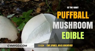 Exploring the Edibility of the Giant Puffball Mushroom: A Comprehensive Guide