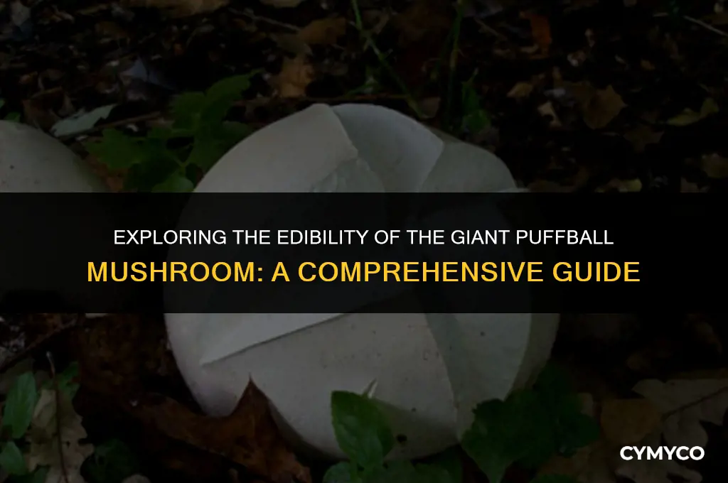 is the giant puffball mushroom edible