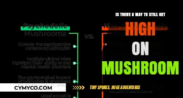 Exploring the Effects of Mushrooms: A Guide to Safe Consumption