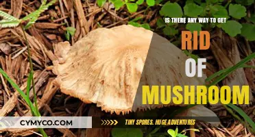 Banishing Mushrooms: Effective Strategies for a Fungi-Free Environment