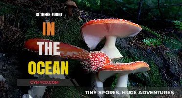 Exploring the Hidden World: Fungi's Role in Ocean Ecosystems