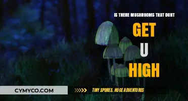 Exploring the World of Non-Psychoactive Mushrooms: A Guide