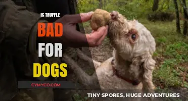 Truffle Toxicity in Dogs: A Comprehensive Guide for Pet Owners