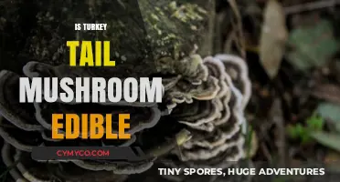 Is Turkey Tail Mushroom Edible? Benefits, Uses, and Safety Tips