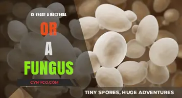 Unveiling the Mystery: Yeast - A Fungus or a Bacteria?