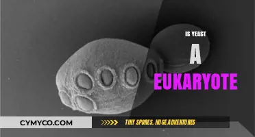 Unveiling the Complex Nature of Yeast: A Eukaryotic Mystery