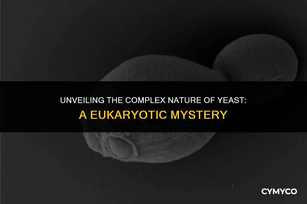 is yeast a eukaryote