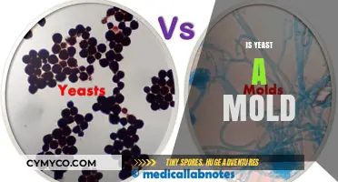 Unveiling the Truth: Yeast vs. Mold - A Comprehensive Guide