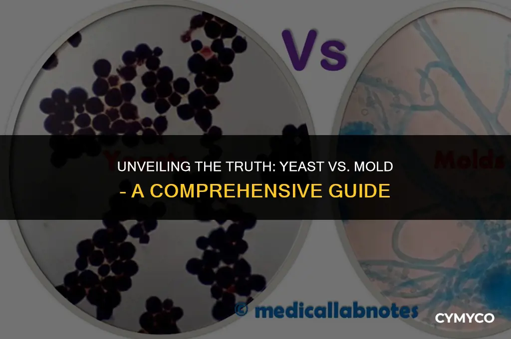 is yeast a mold