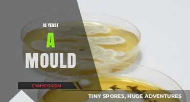 Unveiling the Truth: Yeast vs. Mold - A Comprehensive Guide