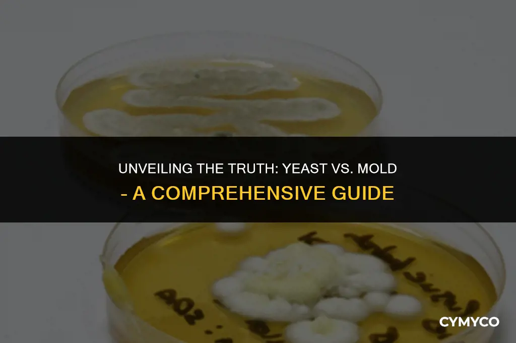 is yeast a mould