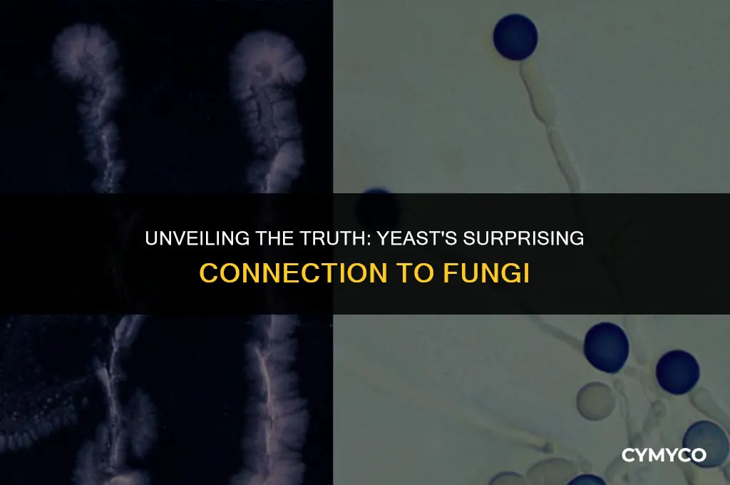 is yeast a type of fungi