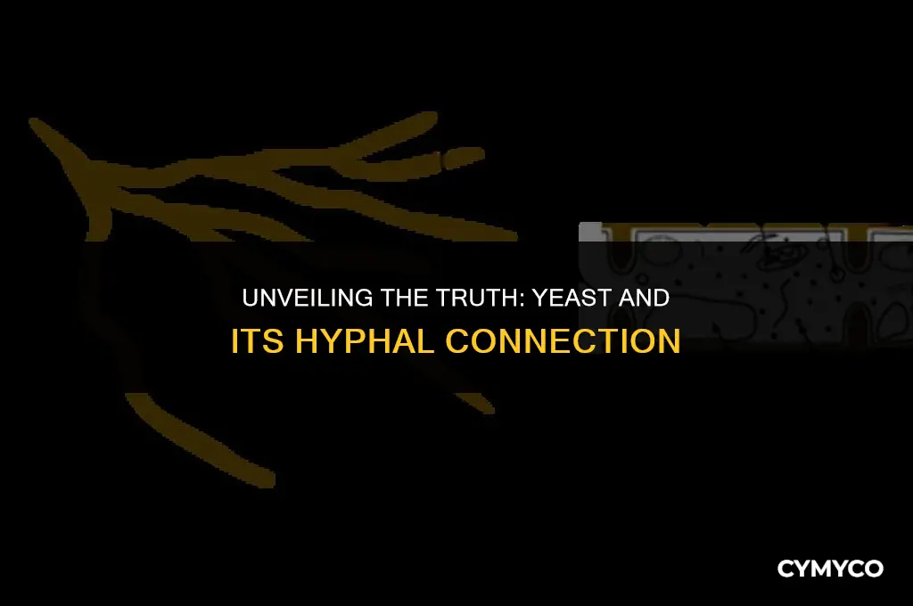 is yeast made of hyphae