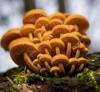 mushroom fungi