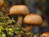 mushroom fungi