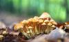 mushroom fungi