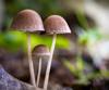 mushroom fungi