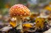 mushroom poison