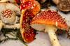 mushroom poison