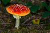mushroom poison