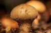 mushroom spore