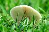 mushroom spore