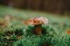 mushroom use