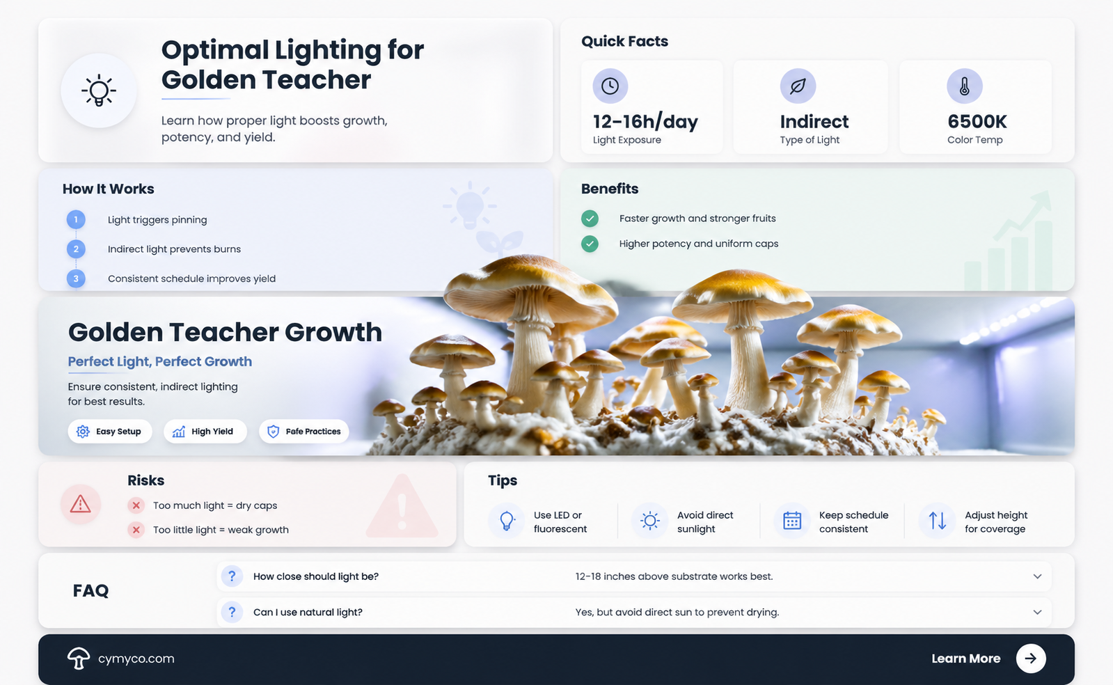 how much light do golden teacher mushrooms need