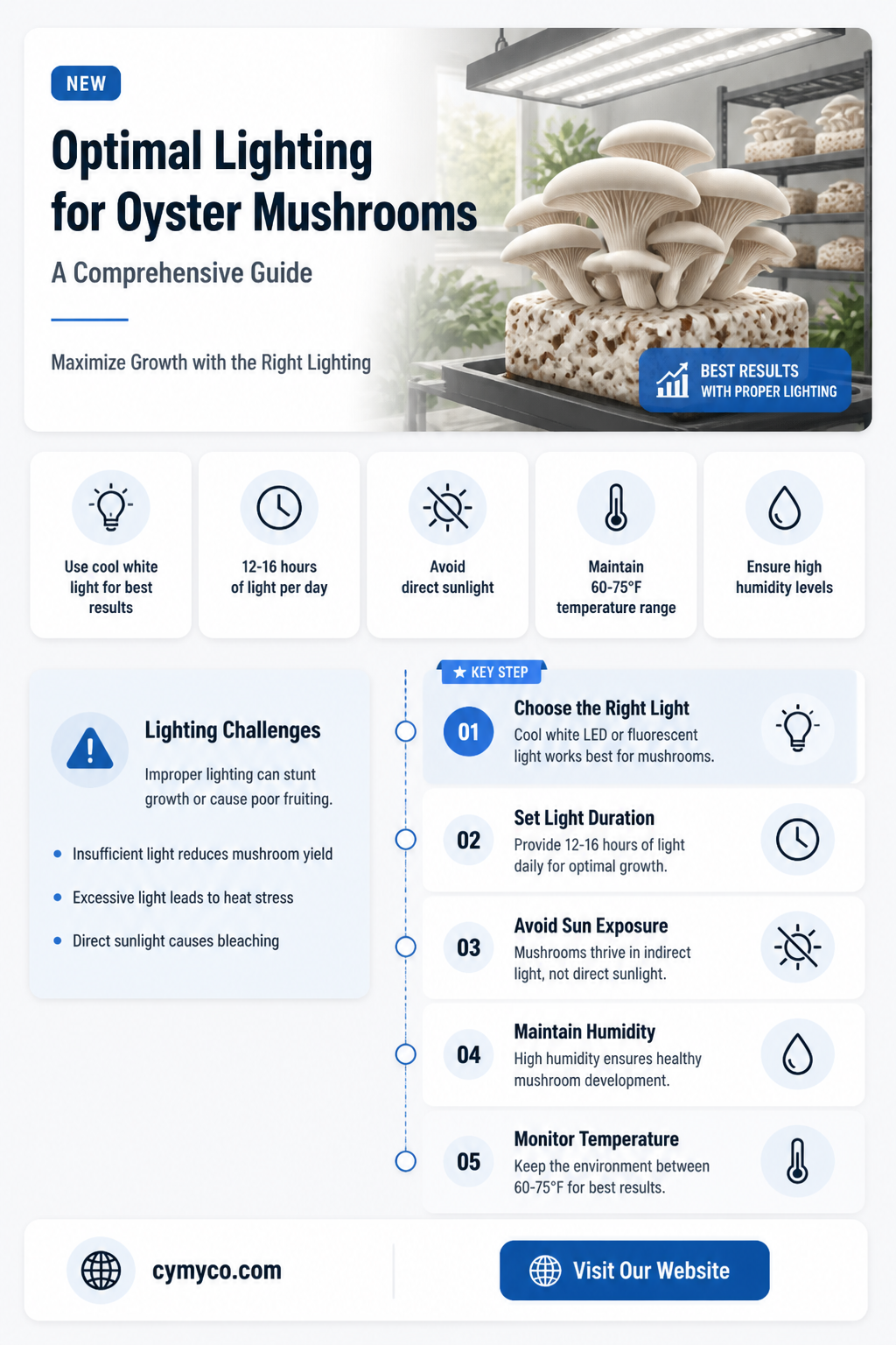 how much light do oyster mushrooms need