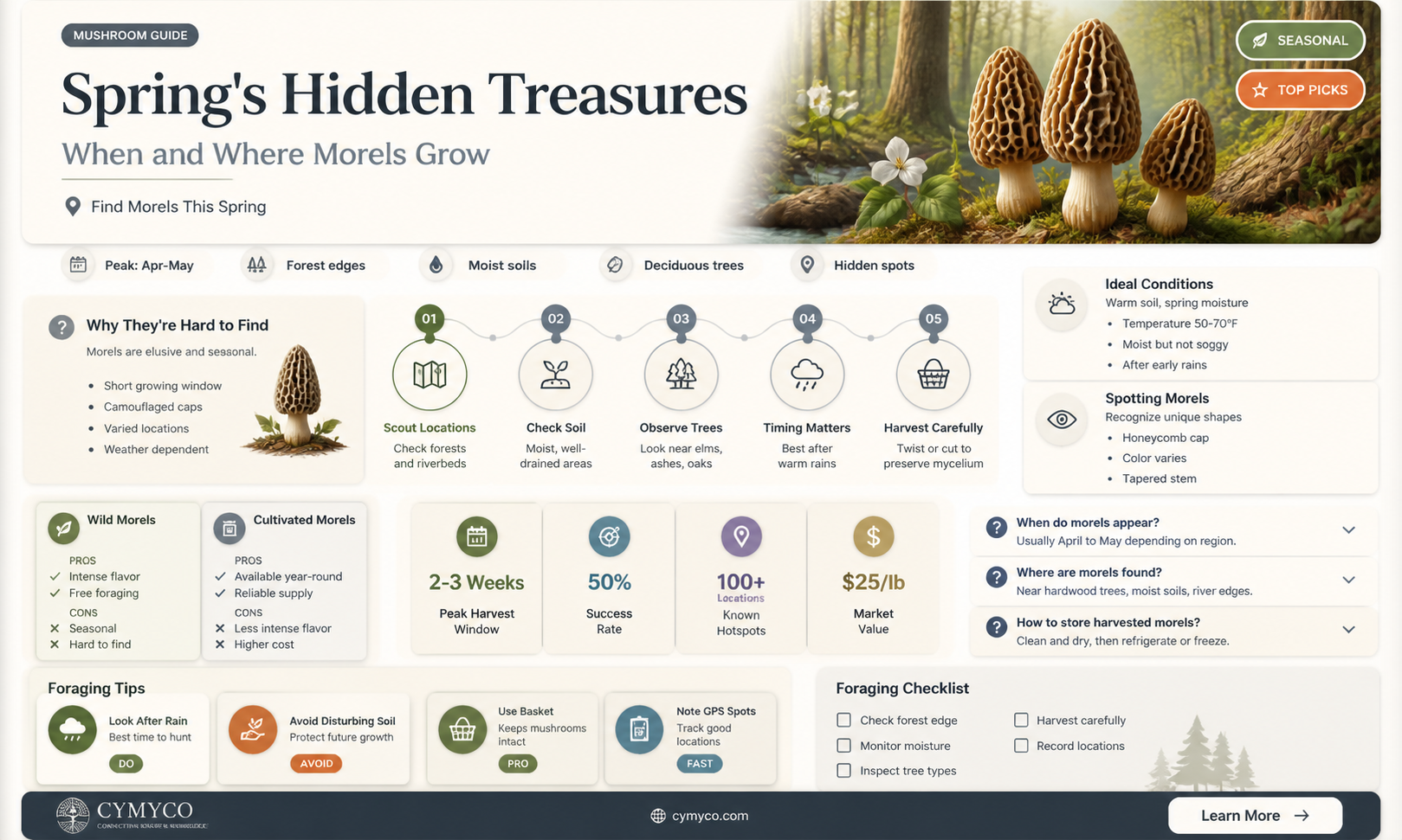 when do morels grow