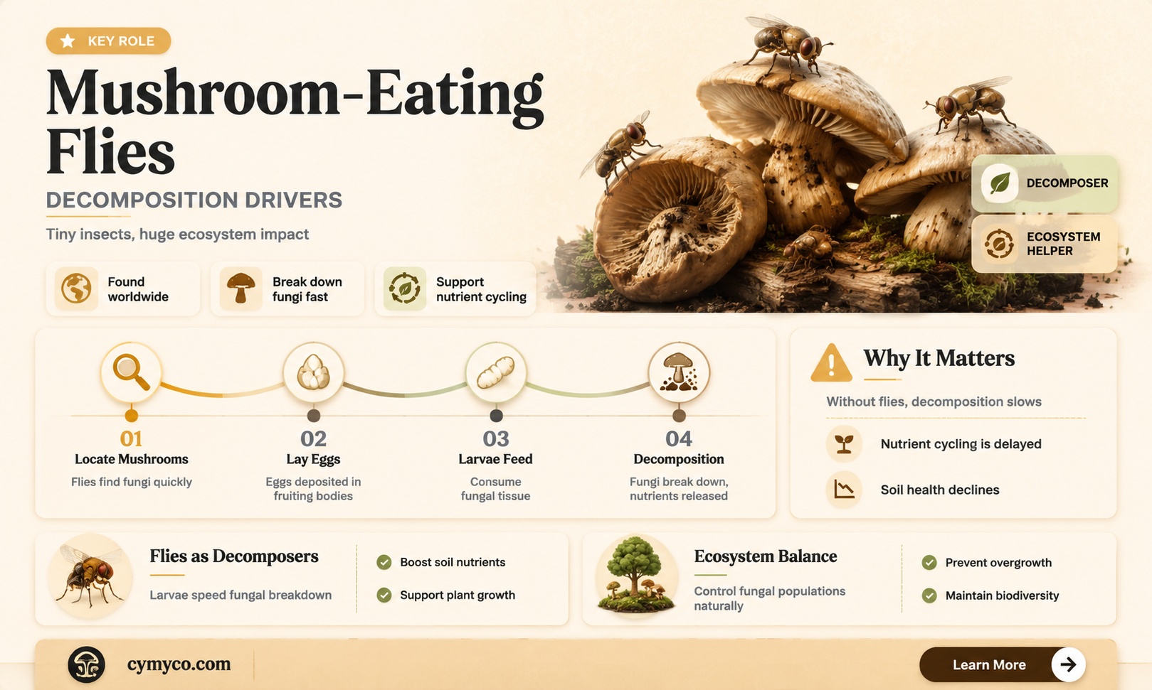 are flies that eat mushrooms decomposers