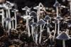 types mycelium