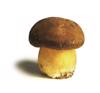 types porcini
