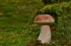 types porcini
