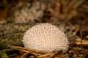 types puffball