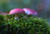types russula