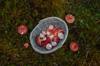 types russula