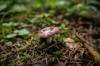 types russula