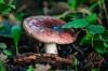 types russula