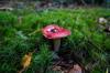 types russula