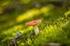 types russula