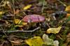 types russula