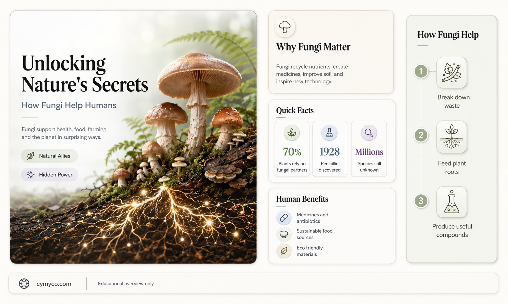 how are fungi beneficial to humans